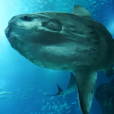 Sunfish City cover